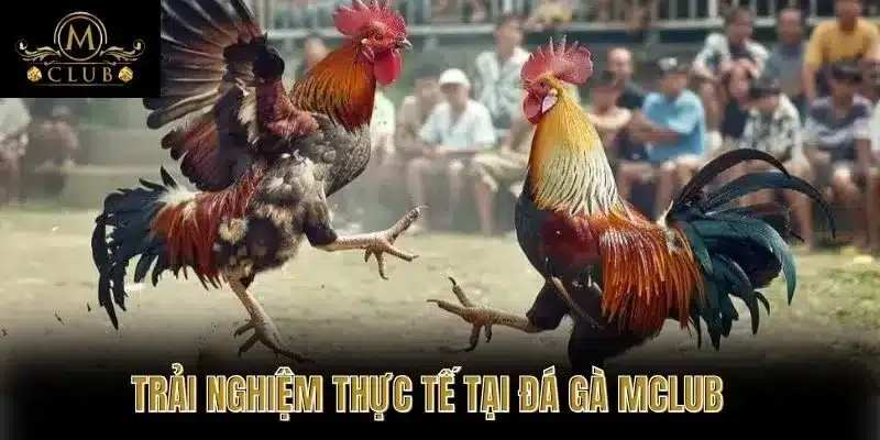 Trải nghiệm thực tế tại Đá gà MClub