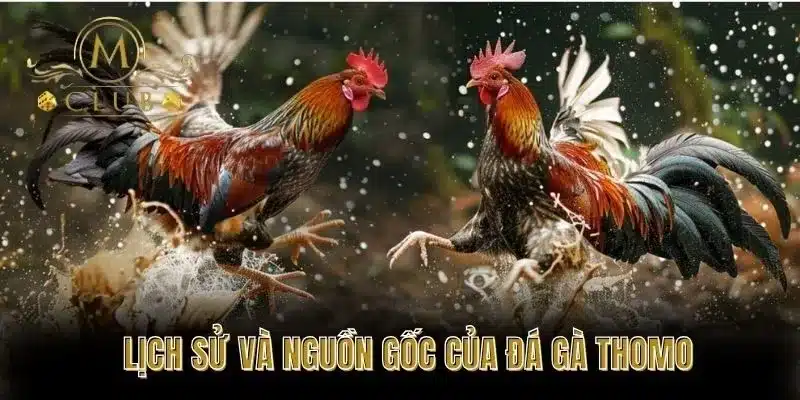 Lịch sử và nguồn gốc của đá gà Thomo