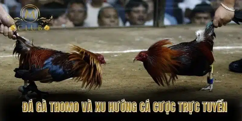Đá gà Thomo và xu hướng cá cược trực tuyến