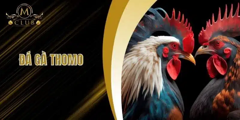 Đá Gà Thomo - Sảnh Đá Gà Uy Tín Nhất 2025 Tại MCLUB